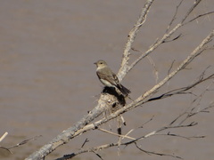 Syrtidicola fluviatilis