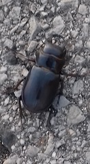 Lucanus barbarossa