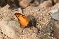 Vagrans sinha