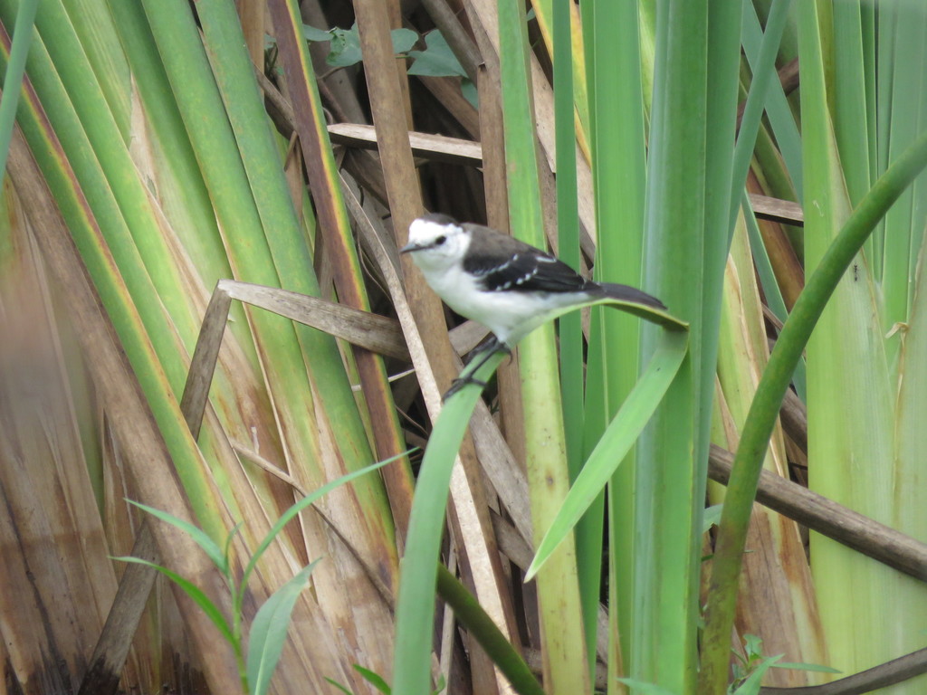 Fluvicola albiventer