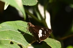 Notocrypta