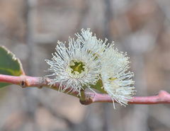 Eucalyptus tenuiramis