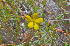 Hibbertia acicularis