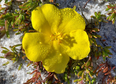 Hibbertia procumbens