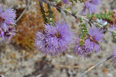 Melaleuca gibbosa