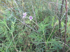 Erodium stephanianum