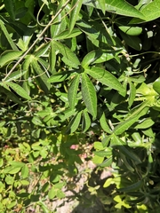 Passiflora caerulea