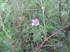 Erodium stephanianum