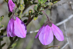 Tetratheca labillardierei