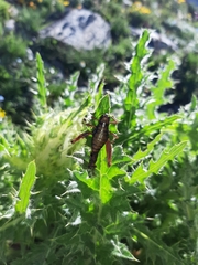 Epipodisma pedemontana