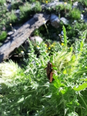 Epipodisma pedemontana