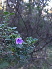 Prostanthera rotundifolia