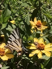 Iphiclides podalirius