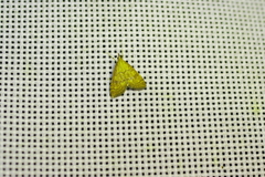 Udea fulvalis