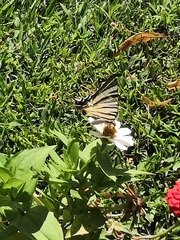 Iphiclides podalirius