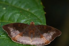 Euthalia monina kesava