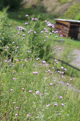 Centaurea pseudomaculosa