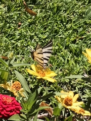 Iphiclides podalirius