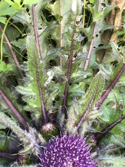Cirsium acaule esculentum