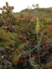 Platanthera michaelii