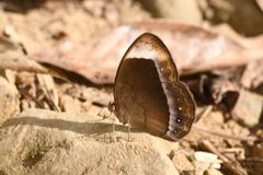 Mycalesis anaxias