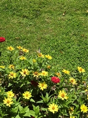 Iphiclides podalirius