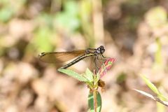 Rhinocypha unimaculata