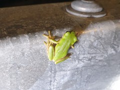 Hyla japonica