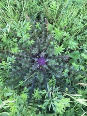 Cirsium acaule esculentum