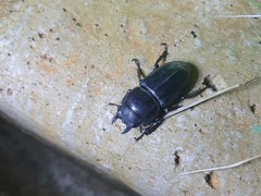 Serrognathus titanus castanicolor