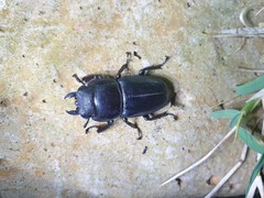 Serrognathus titanus castanicolor