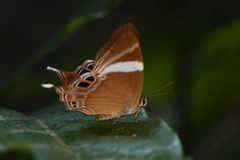Abisara neophron