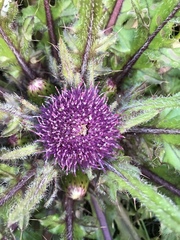 Cirsium acaule esculentum
