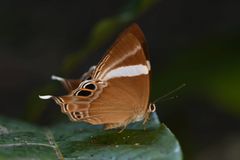 Abisara neophron