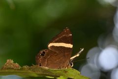 Abisara fylla