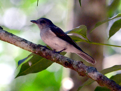 Pachycephala cinerea