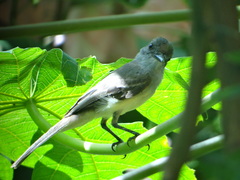 Myiarchus tuberculifer