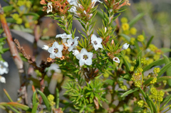 Epacris lanuginosa