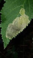 Phytomyza angelicae