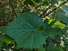 Vitis