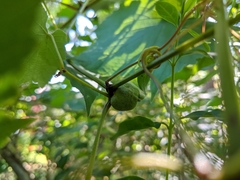 Vitis