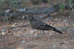 Pinarocorys nigricans