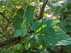 Vitis