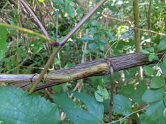 Vitis