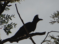 Cephalopterus ornatus