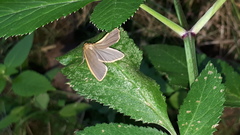 Eilema depressa