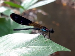 Heliocypha fenestrata