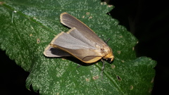 Eilema depressa