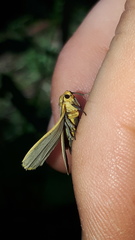 Eilema depressa