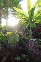 Helleborus purpurascens